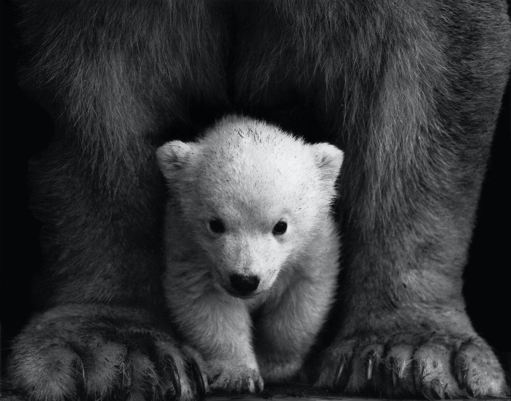 animal animal photography bear black and white