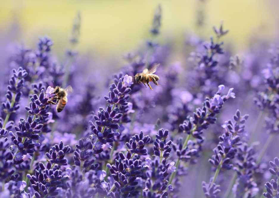bees on purple flower