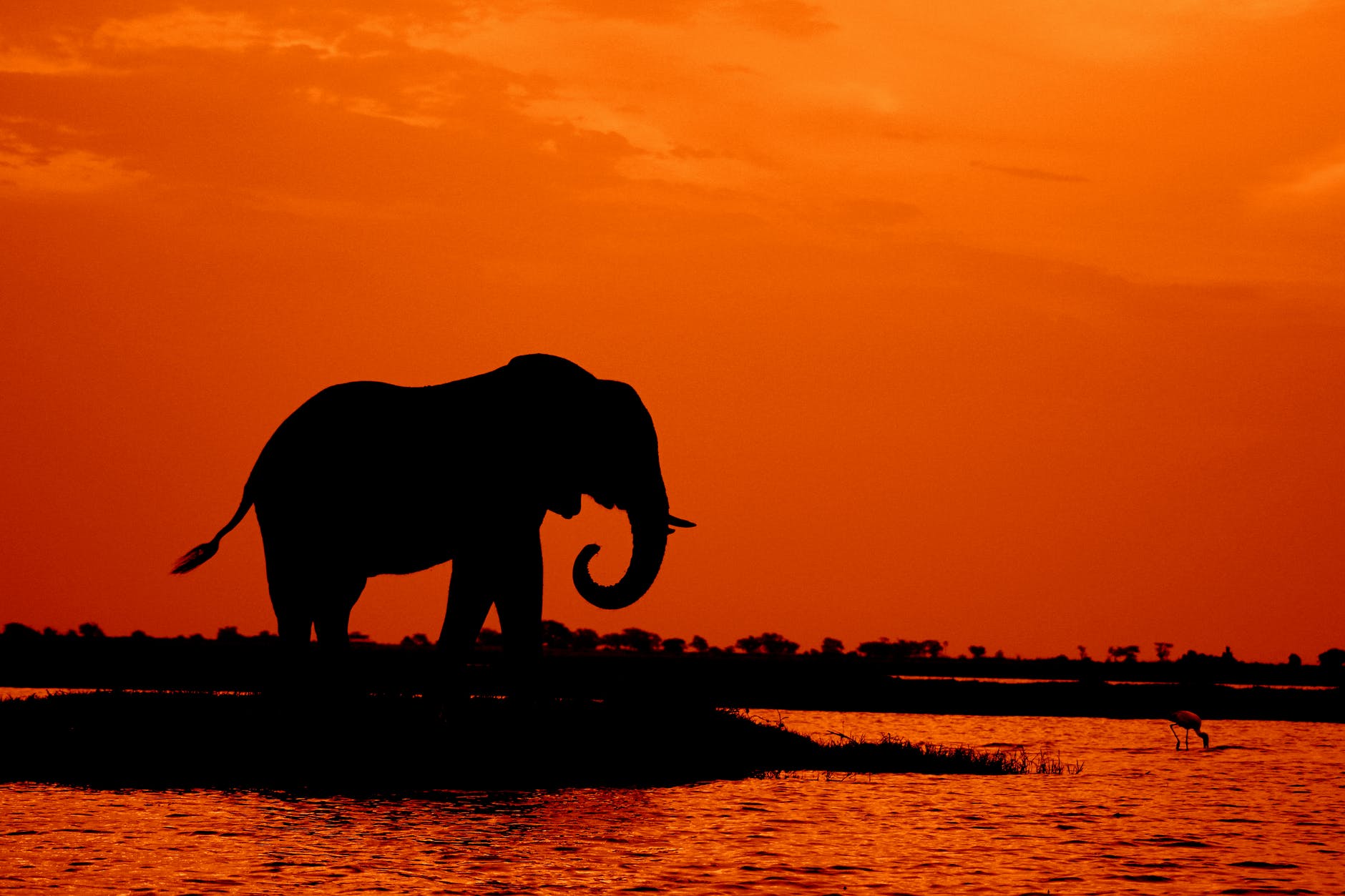 silhouette of elephant during sunset
