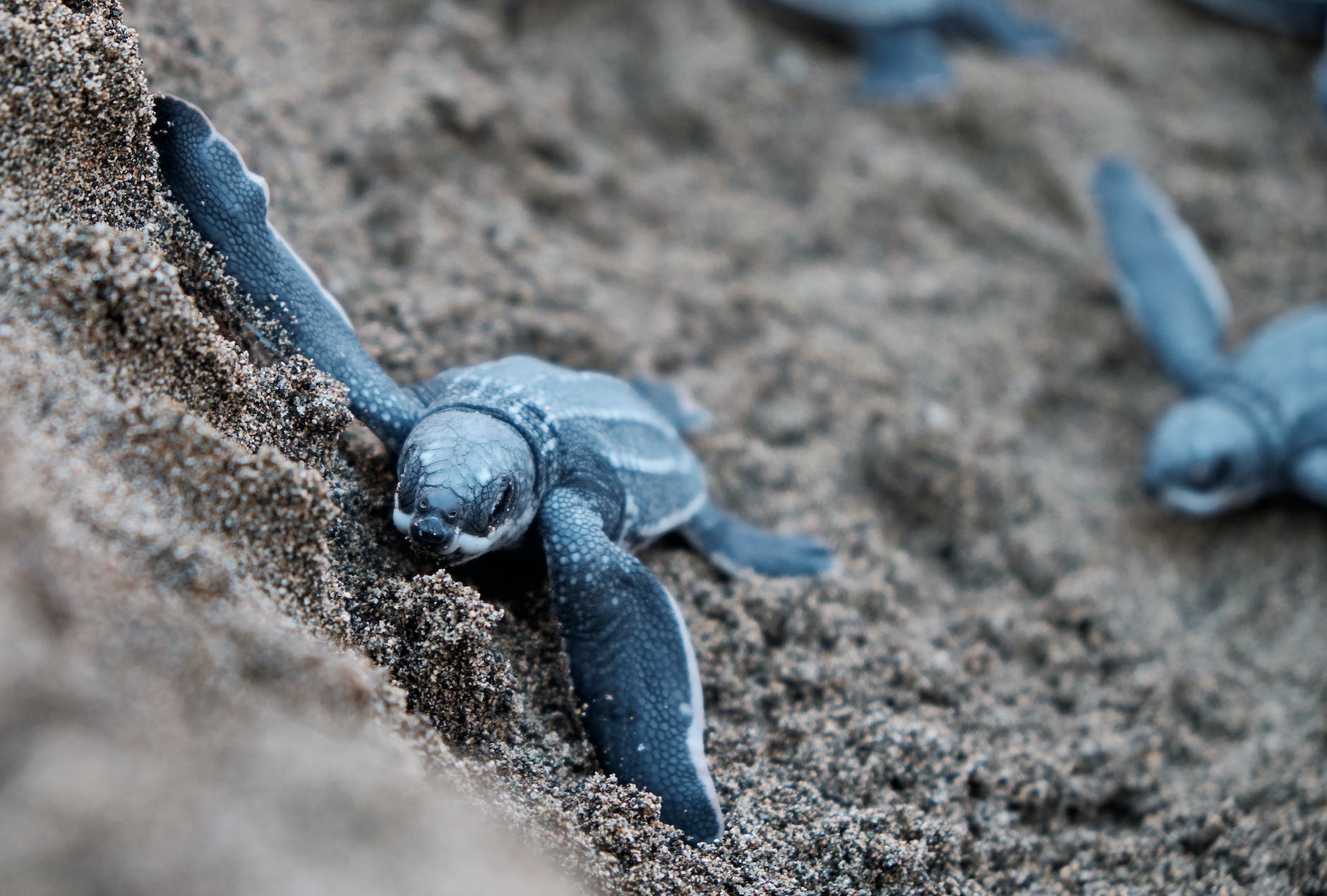 blue turtles on brown sand